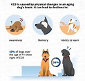 Dog Dementia (Cognitive Dysfunction) | Canna-Pet