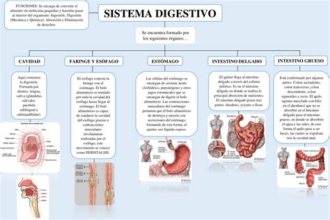 Mapas Conceptuales Del Sistema Digestivo Descargar