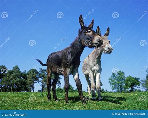 French Grey Donkey With Domestic Donkey Adults Stock Photo Image Of
