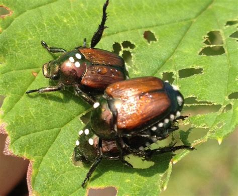 Having Trouble With Japanese Beetles Whats Hoppening Musings From