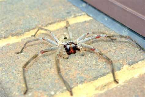 Giant Huntsman Spider Worlds Largest Spider By Leg Span Live Science
