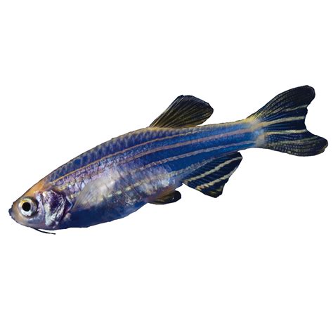 Glofish Cosmic Blue Danio Fish Goldfish Betta And More Petsmart