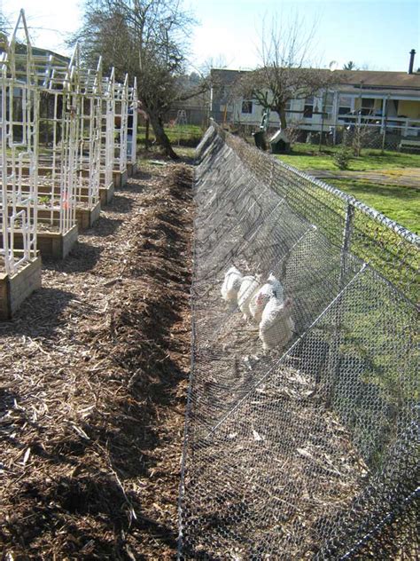 The first is, as they are working a bed they are pooping. Build A DIY Chicken Tunnel In Your Backyard ...