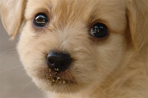 What Do Puppy Dog Eyes Mean
