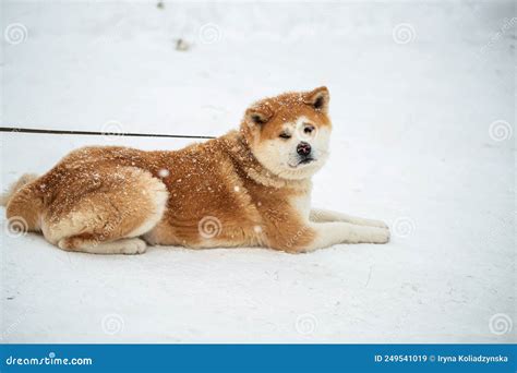 Japanese Akita Inu Dog Winter Background Ginger Japanese Dog Resting