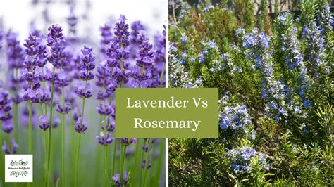 Lavender Vs Rosemary Essential Differences In The Garden And Kitchen
