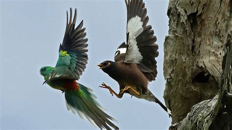 Indian Myna A Threat To Our Native Birds The Maitland Mercury