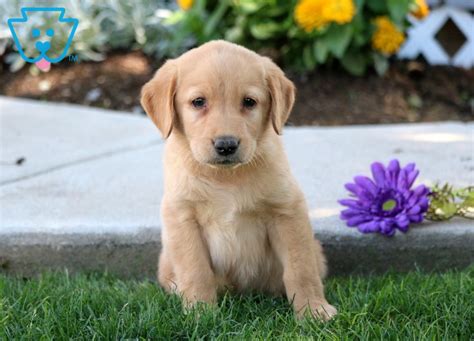 Jeffery Golden Labrador Retriever Puppy For Sale Keystone Puppies