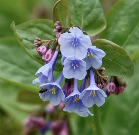Pin By Aurora On Crafts Virginia Bluebells Bluebells Pretty Flowers