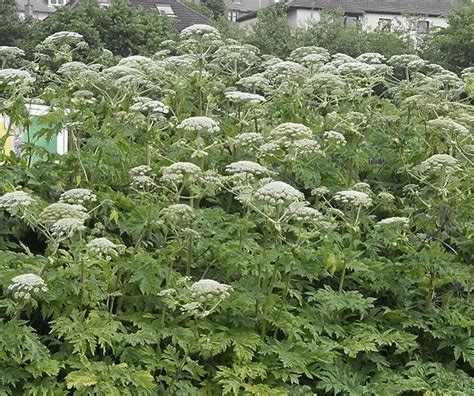 Giant Hogweed Soilutions