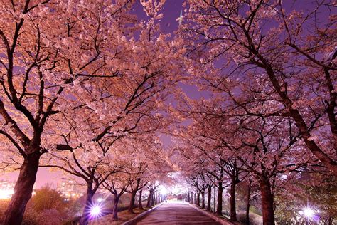 cherry blossoms at night cherry blossom wallpaper japanese cherry blossom japan cherry blossom