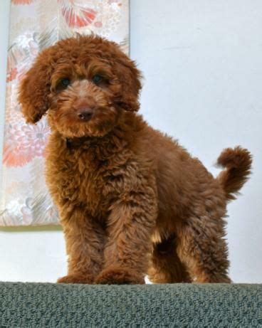 Find labradoodle in dogs & puppies for rehoming | find dogs and puppies locally for sale or adoption in ontario : Pin on Cute Australian Labradoodle Puppy Pix!