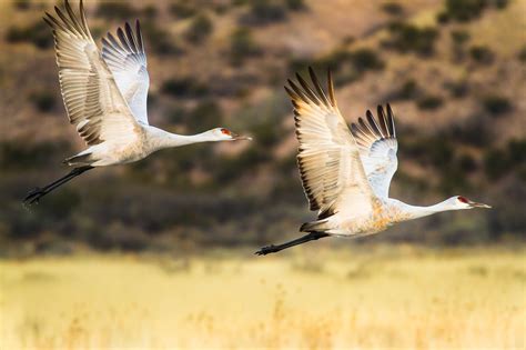 Sandhill Cranes In Flight After Sunrise Bosque Del Apache New Mexico Bird Lake