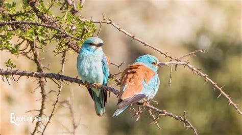 Birdwatching In Cyprus Spring Youtube