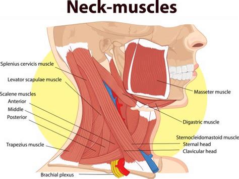 Intermediate layer of back muscles. Are Your Weak Neck Muscles Making Your Hamstrings Tight ...