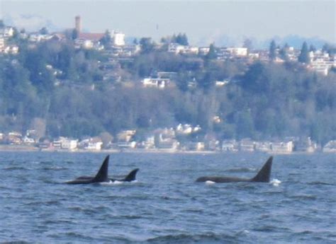 Orcas Off West Seattle Photographed February 2012 By Rick Rasmussen