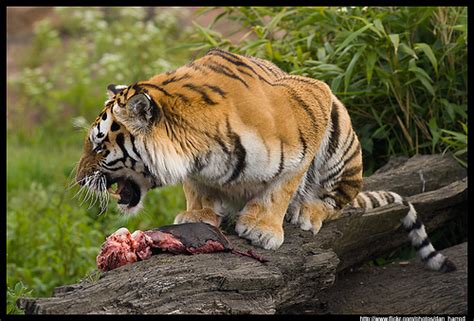 It might be hard to see tigers themselves, so it's often easier to look for. What Do Tigers Eat | Tigers Diet