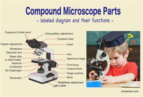 Compound Microscope Parts Labeled Diagram And Their Functions Rs Images And Photos Finder