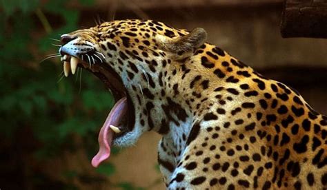 Where Do Jaguars Live Strongest Animal Jaguar Animal Animal Bites
