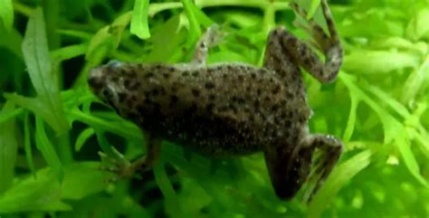 Frogs Fish Breeds Information And Pictures Of Saltwater And Fresh