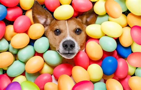 Easter Puppies And Dogs Wallpapers Wallpaper Cave