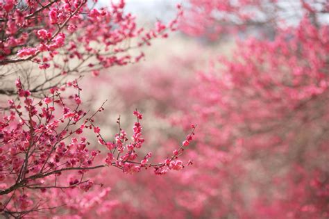 Cherry Blossom Pink Flower Branch Wallpaper Coolwallpapersme