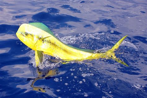 How To Catch Dorado Mahi Mahi Tips For Fishing For Dorado Mahi