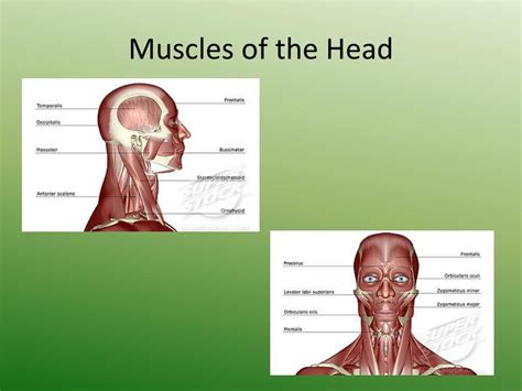 Ppt The Anatomy And Physiology Of The Muscular System Powerpoint