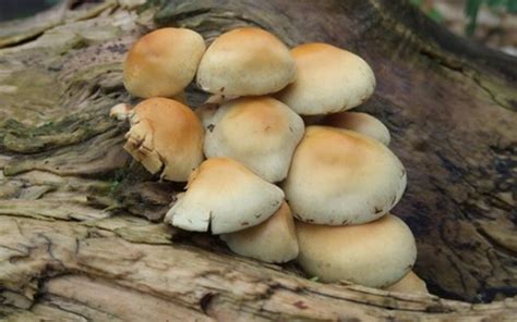 Edible Mushrooms That Grow On Tree Bark Hunker