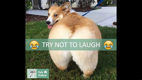😂😂 New Try Not To Laugh Challenge 🐶 ️️ Funny Dogs Compilation