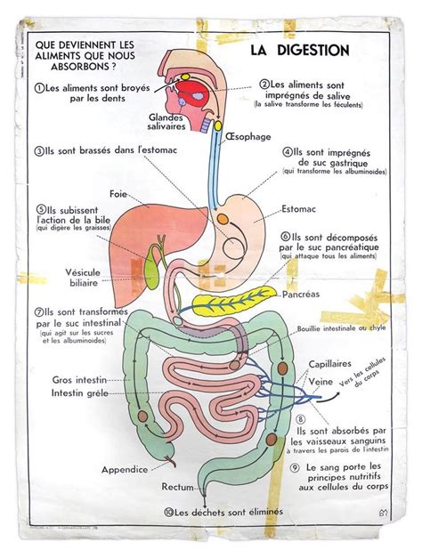 Pingl Par Erica Davis Sur School Anatomie Corps Humain Corps