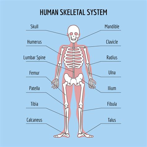 Simple Human Body Bones Diagram Human Skeleton Diagram Trace Skeletal System Diagram Simple