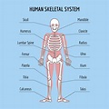 The Human Skeleton: All You Need to Know