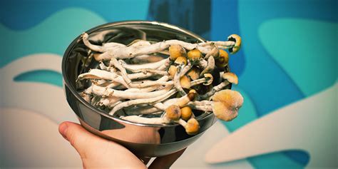 How To Harvest Multiple Flushes From A Magic Mushroom Grow Kit Zamnesia Blog
