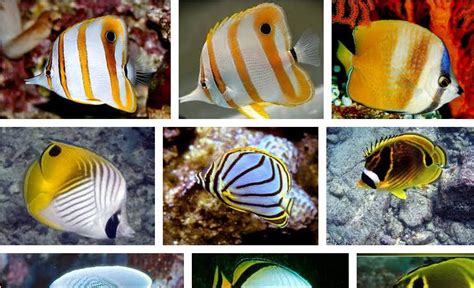 Ikan lele ini termasuk kedalam golongan jenis ikan atau ingin tahu gambar jenis ikan keli bunga. Nama Ikan Laut Karang dan Gambarnya Lengkap