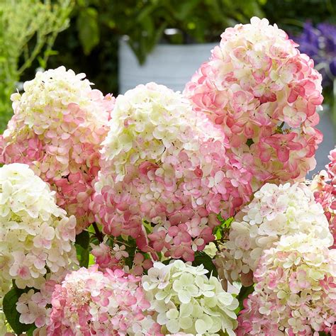 Hydrangea Paniculata Diamant Rouge Mirror Garden Offers