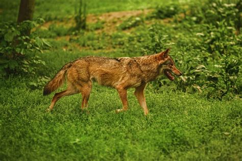 Attacks By Possibly Rabid Coyote In Springfield End With Police