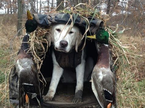 Duck Blinds Mid America Hunting Association