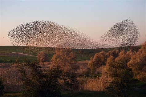 Starlings Dance Across The Winter Sky