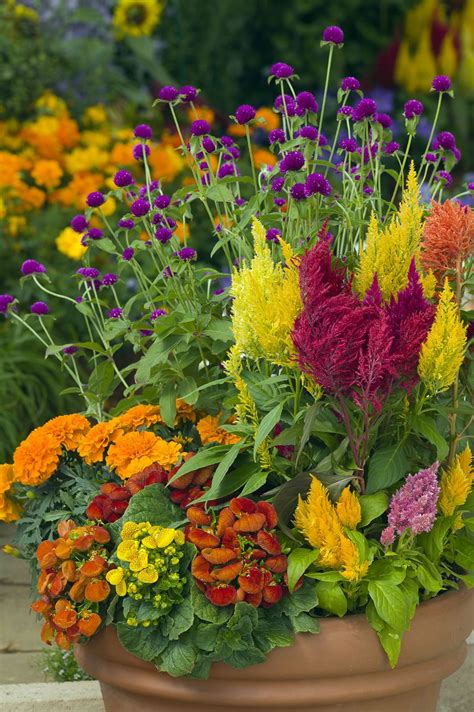 Celosias Are Beautiful With These Marigolds Gomphrena And Calceolaria