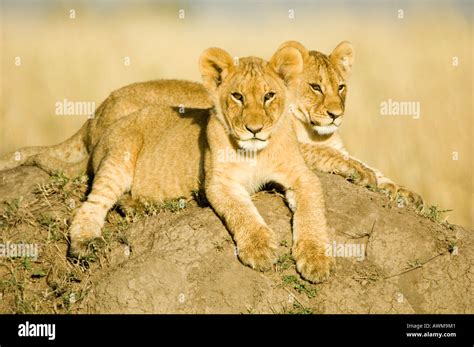 2 Very Cute Lion Cubs In Kenyas Masai Mara National Park Stock Photo