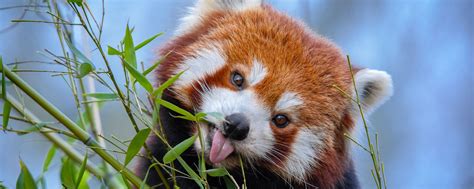 Download Wallpaper 2560x1024 Red Panda Tongue Protruding Cute Funny