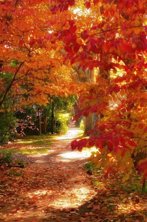 Peaceful Fall Path Autumn Scenery Autumn Scenes Color Of Life
