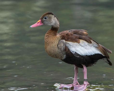 Fun Black Bellied Whistling Duck Facts For Kids Kidadl