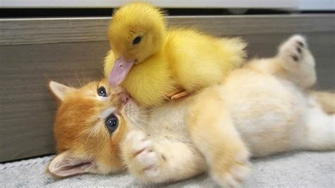 Kitten And Little Duck The Cutest Couple You Ve Ever Seen Youtube