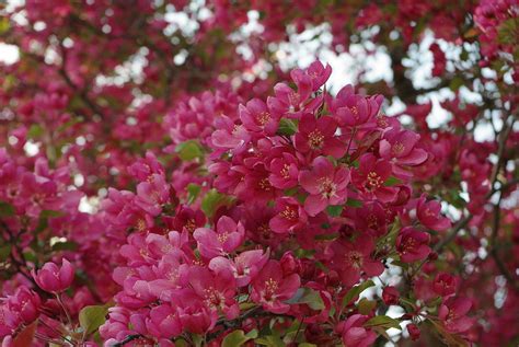 With the deep shade of pink flowers along with green foliage, daisy is the top pick for flower lovers! Pink Flowers On Blooming Tree Photograph by Alice Markham