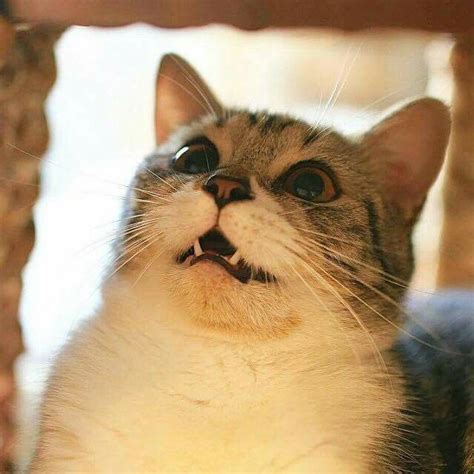 10 Best Shocked Cats Images On Pinterest Shocked Cat Kittens And