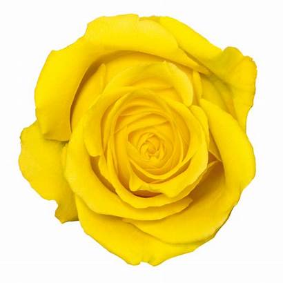 Rose Yellow Transparent Clip Clipart Svg Icon