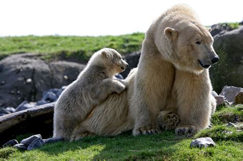 10 Cutest Baby Animals Of Alaska And What To Call Them Alaska Tour Jobs