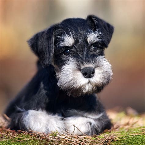 #1 | Miniature Schnauzer Puppies For Sale By Uptown Puppies